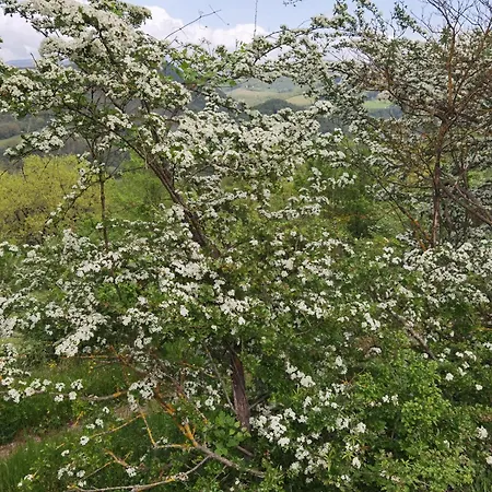 Πανσιόν Paradiso Julia Dicomano